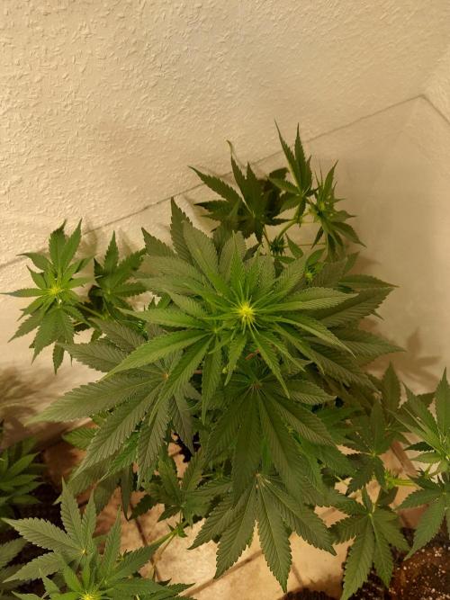 Desert & Candy. Week 7 - Melonbow - before