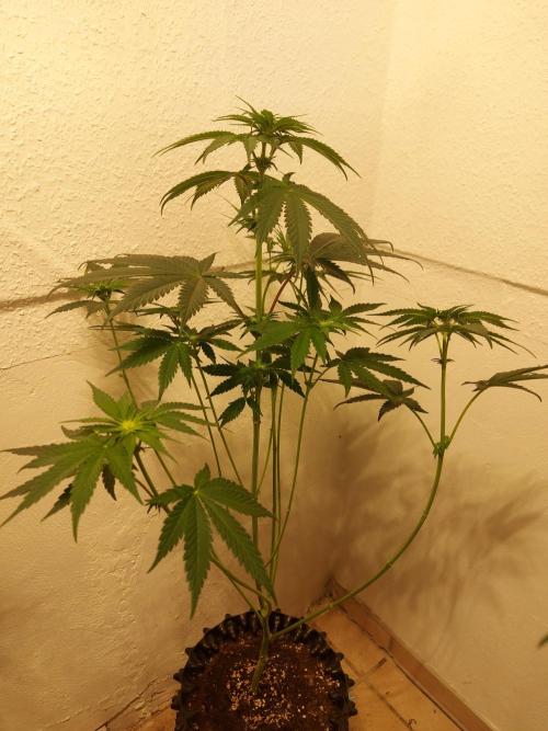 Desert & Candy. Week 7 - Melonbow