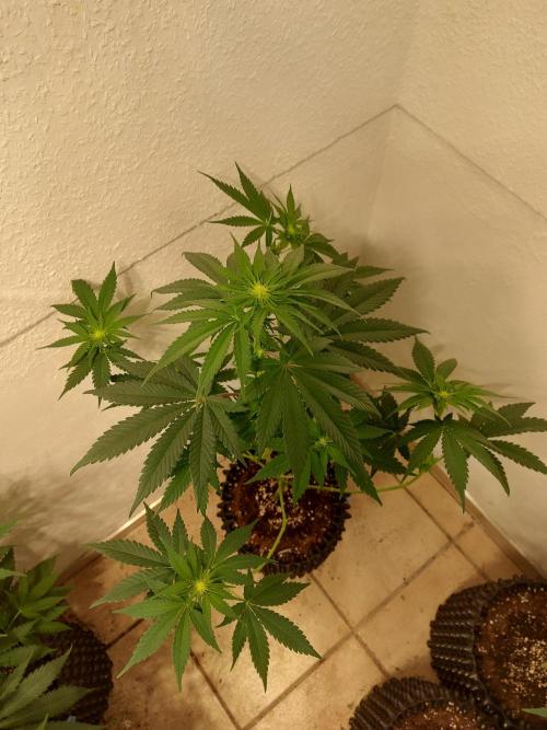 Desert & Candy. Week 7 - Melonbow