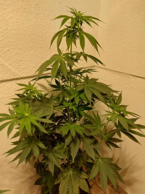 Desert & Candy. Week 7 - Pichu - before