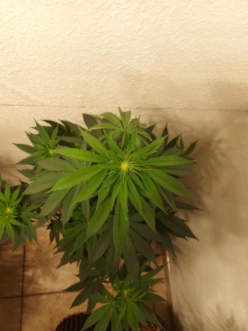 Desert & Candy. Week 7 - Pichu - before