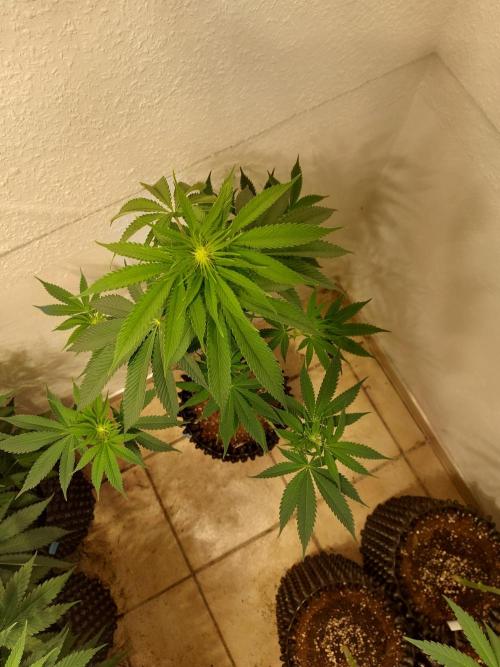 Desert & Candy. Week 7 - Pichu