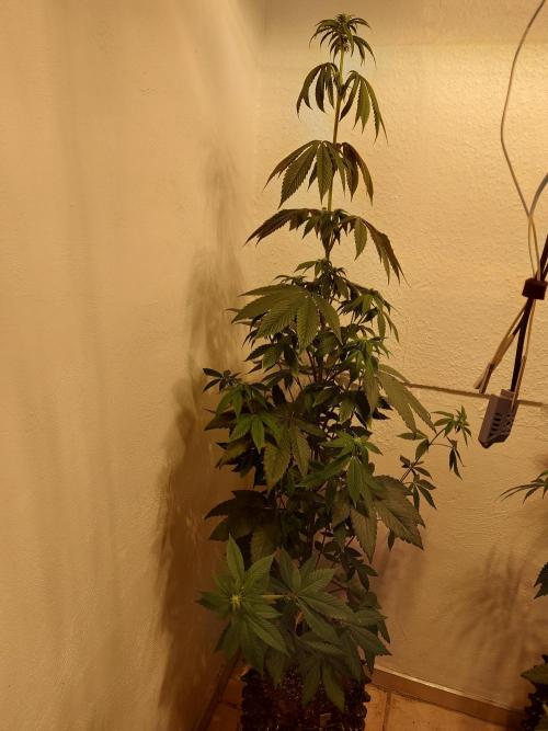 Desert & Candy. Week 7 - Space Station - before