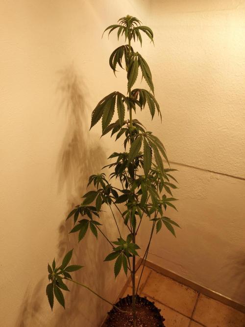 Desert & Candy. Week 7 - Space Station