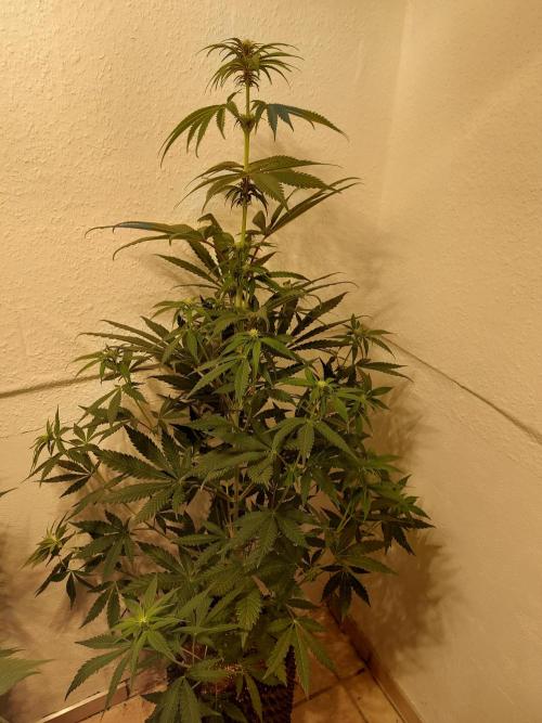 Desert & Candy. Week 7 - Super Drip - before