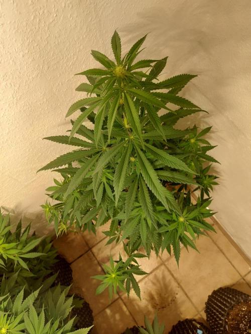 Desert & Candy. Week 7 - Super Drip - before