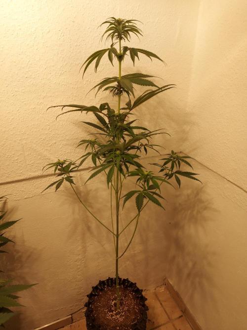 Desert & Candy. Week 7 - Super Drip