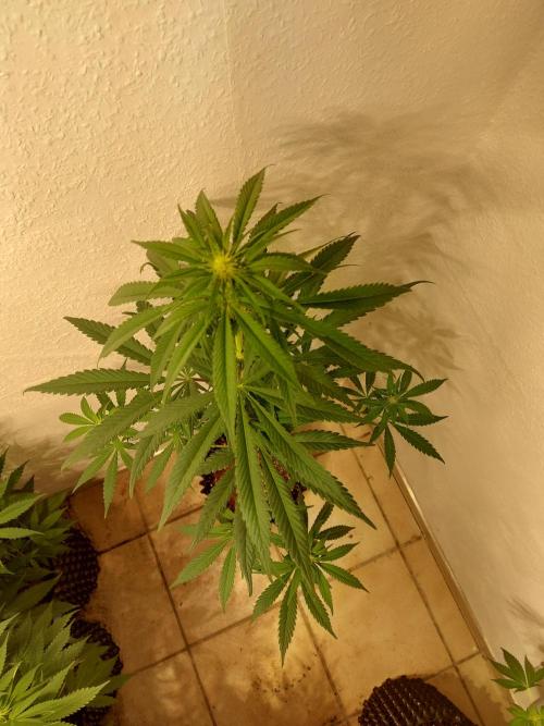 Desert & Candy. Week 7 - Super Drip