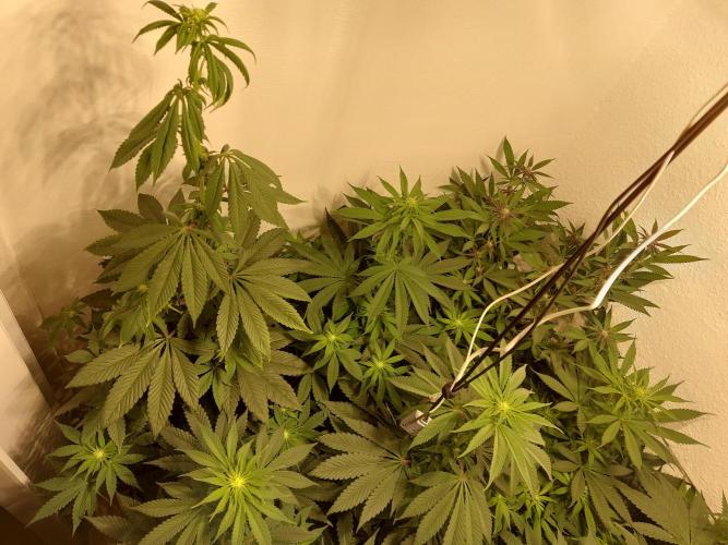 Desert & Candy. Week 7 - Overview left - before