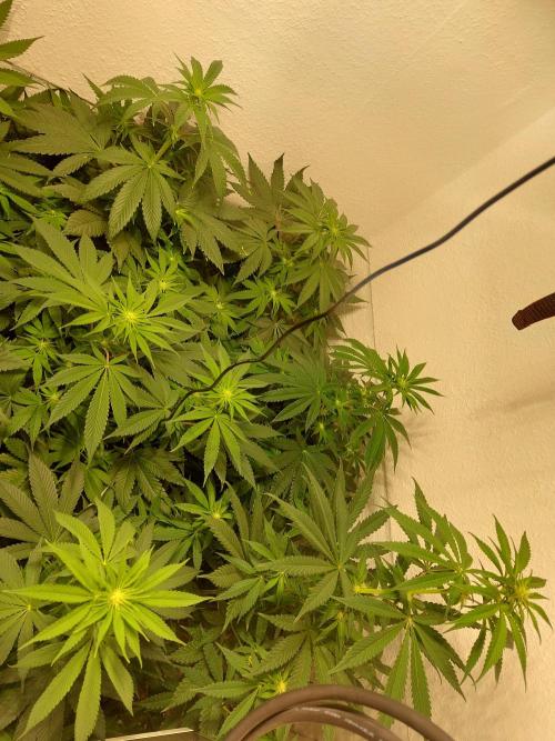 Desert & Candy. Week 7