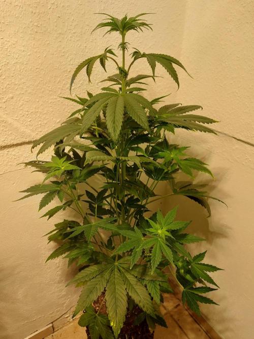 Gas & Funk. Week 7 - Black Belts - before