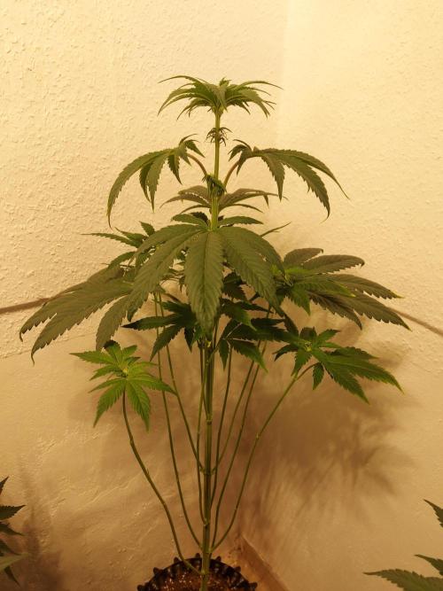 Gas & Funk. Week 7 - Black Belts