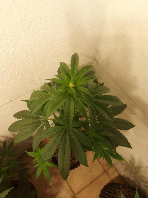 Gas & Funk. Week 7 - Black Belts