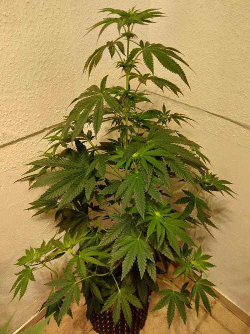 Gas & Funk. Week 7 - Presidential Pardon - before