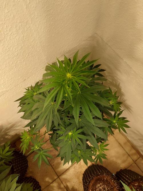 Gas & Funk. Week 7 - Presidential Pardon - before