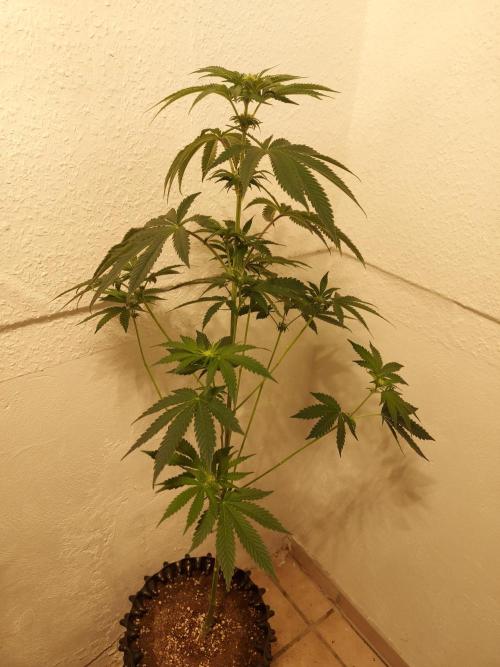 Gas & Funk. Week 7 - Presidential Pardon