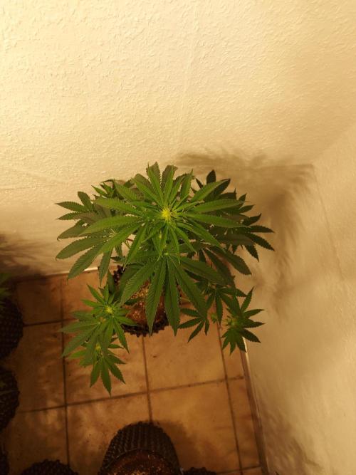 Gas & Funk. Week 7 - Presidential Pardon