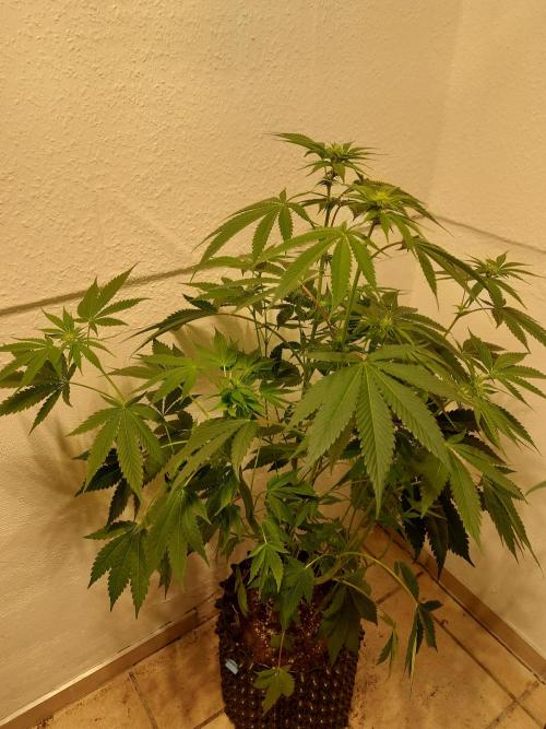 Gas & Funk. Week 7 - Sherbdog - before