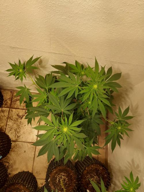 Gas & Funk. Week 7 - Sherbdog - before