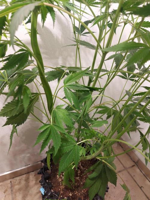 Gas & Funk. Week 7 - Sherbdog - before