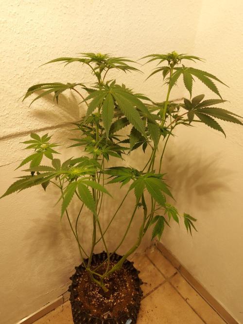 Gas & Funk. Week 7 - Sherbdog