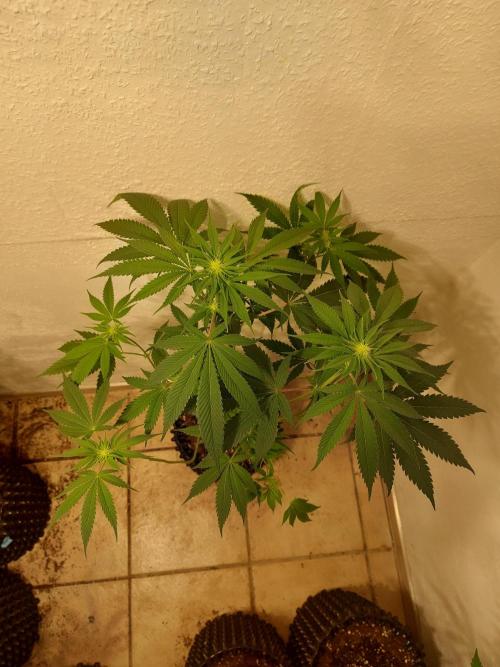 Gas & Funk. Week 7 - Sherbdog