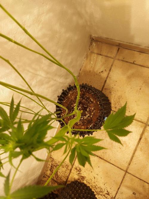 Gas & Funk. Week 7 - Sherbdog