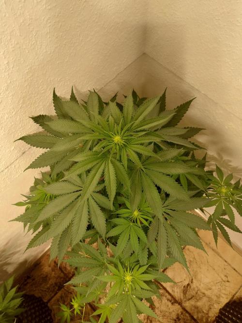 Gas & Funk. Week 7 - Terpgasm - before