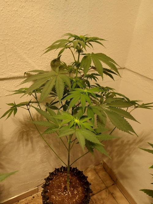 Gas & Funk. Week 7 - Terpgasm