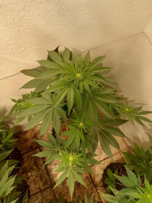 Gas & Funk. Week 7 - Terpgasm