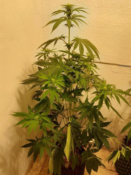 Mixed Hybrids. Week 7 - Forbidden Boof - before