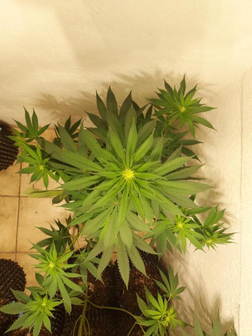 Mixed Hybrids. Week 7 - Forbidden Boof - before