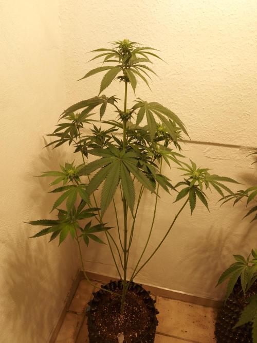 Mixed Hybrids. Week 7 - Forbidden Boof