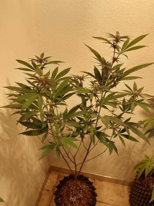 Mixed Hybrids. Week 7 - Gasserole