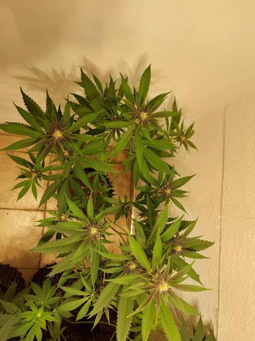 Mixed Hybrids. Week 7 - Gasserole