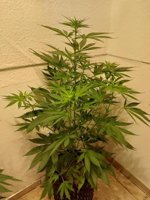 Mixed Hybrids. Week 7 - Motivation - before