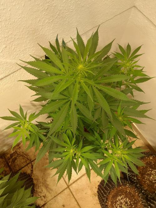 Mixed Hybrids. Week 7 - Motivation - before