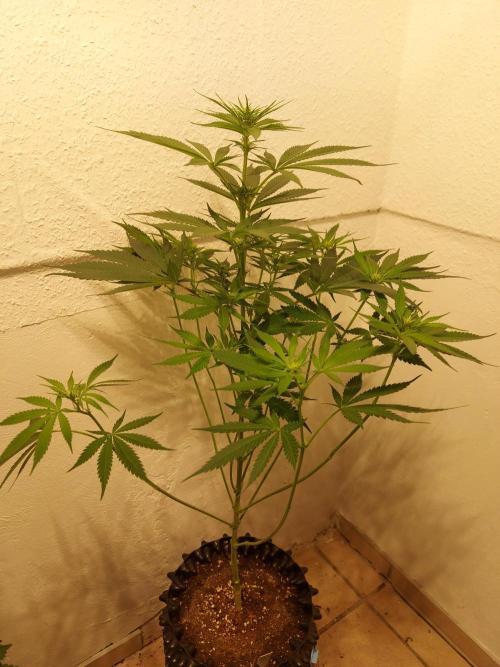 Mixed Hybrids. Week 7 - Motivation