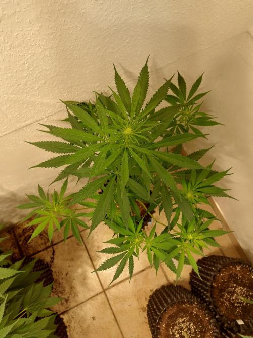 Mixed Hybrids. Week 7 - Motivation