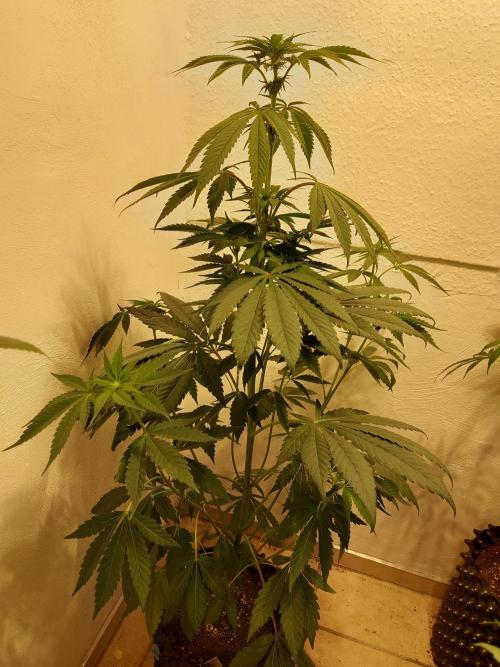 Mixed Hybrids. Week 7 - Shinigami - before
