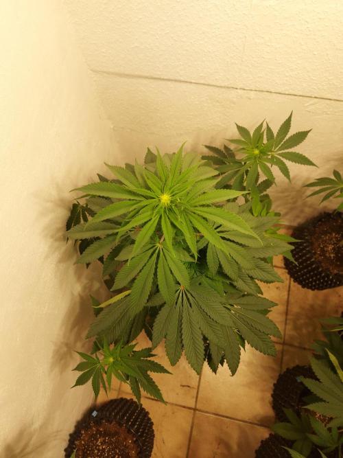 Mixed Hybrids. Week 7 - Shinigami - before