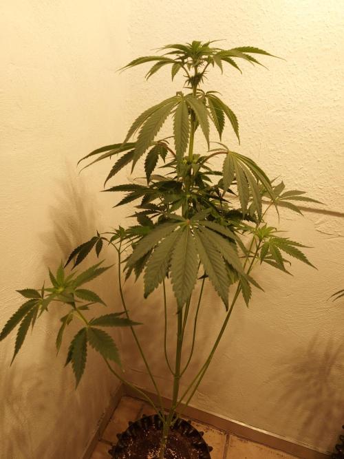 Mixed Hybrids. Week 7 - Shinigami