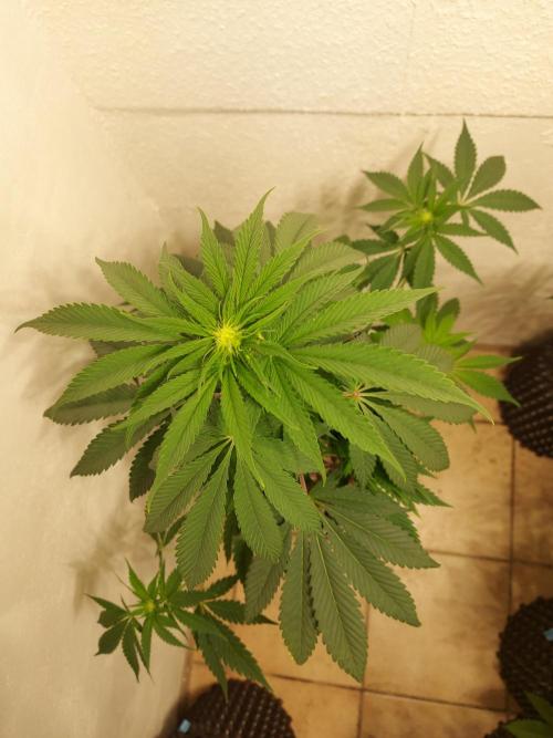 Mixed Hybrids. Week 7 - Shinigami