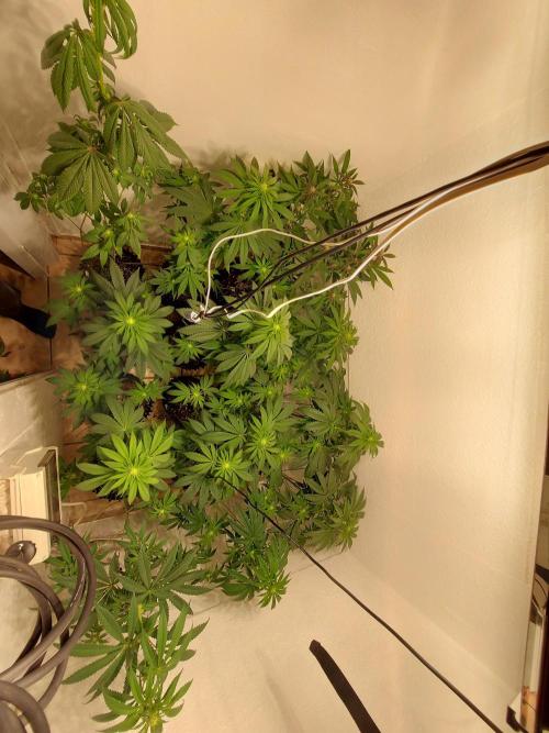 Mixed Hybrids. Week 7