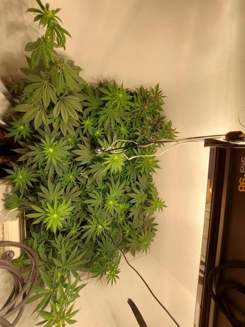 Mixed Hybrids. Week 7