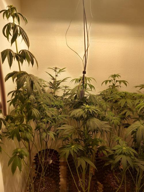 Mixed Hybrids. Week 7