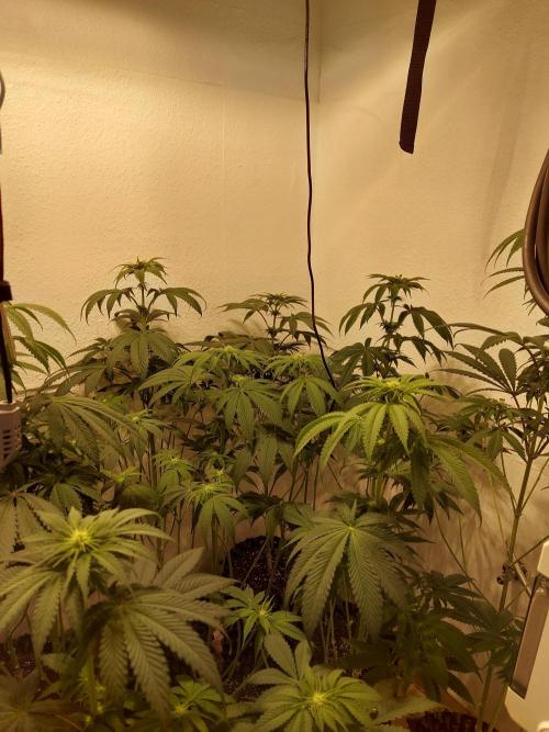 Mixed Hybrids. Week 7