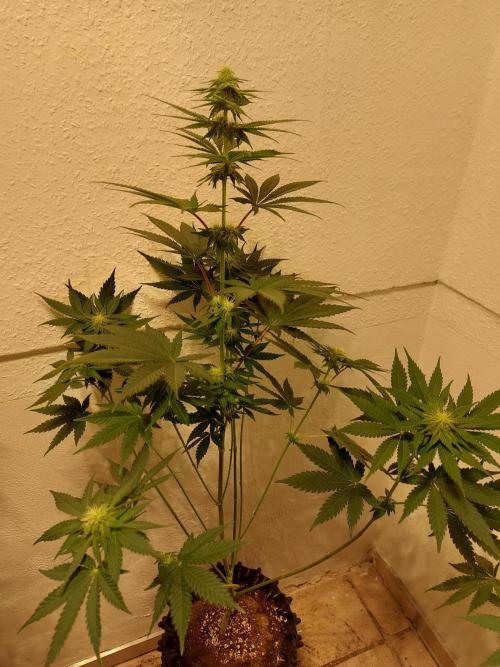 Desert & Candy. Week 8 - Melonbow