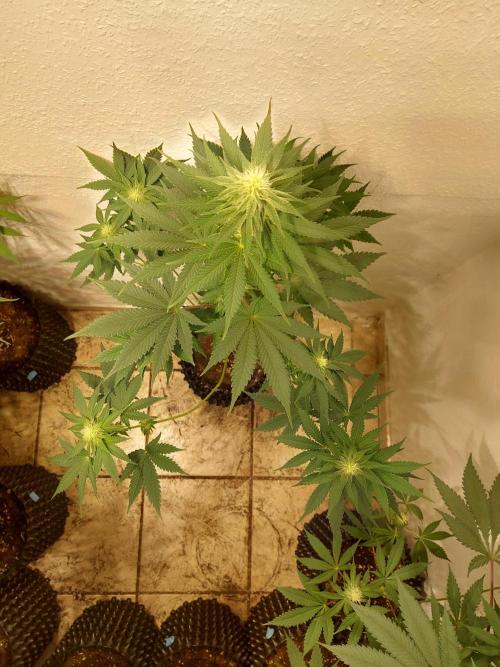 Desert & Candy. Week 8 - Melonbow