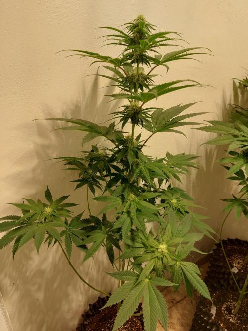 Desert & Candy. Week 8 - Pichu